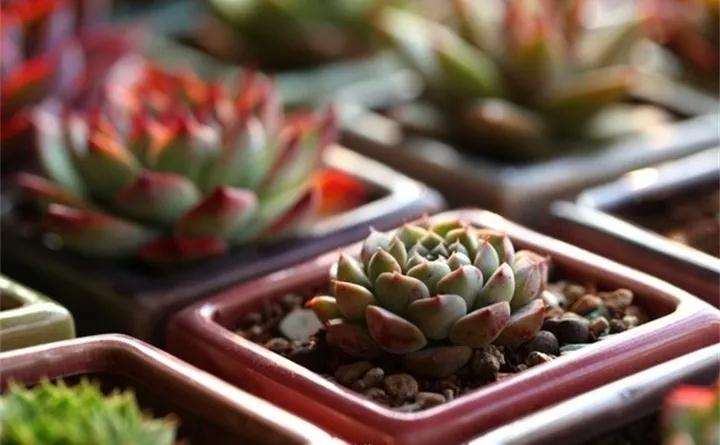 多肉植物怎么拍摄的5个技巧 图片