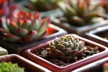 多肉植物怎么拍摄的5个技巧 图片