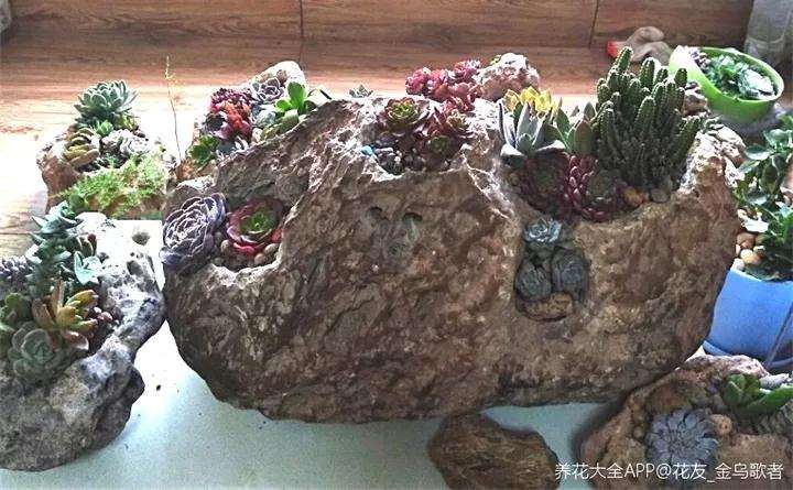 怎么用石头种植多肉植物的方法 图片