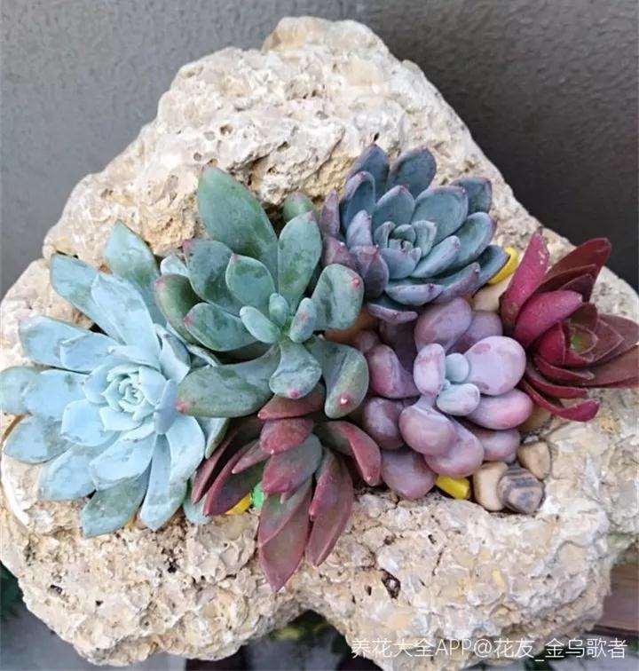 怎么用石头种植多肉植物的方法 图片
