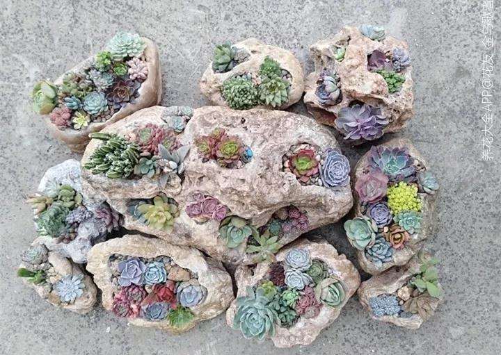 怎么用石头种植多肉植物的方法 图片