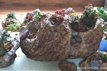怎么用石头种植多肉植物的方法 图片