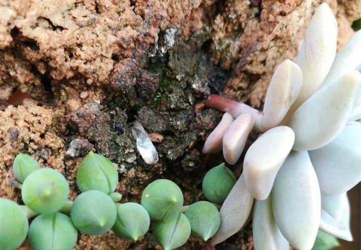 制作石头多肉植物的3个方法 图片