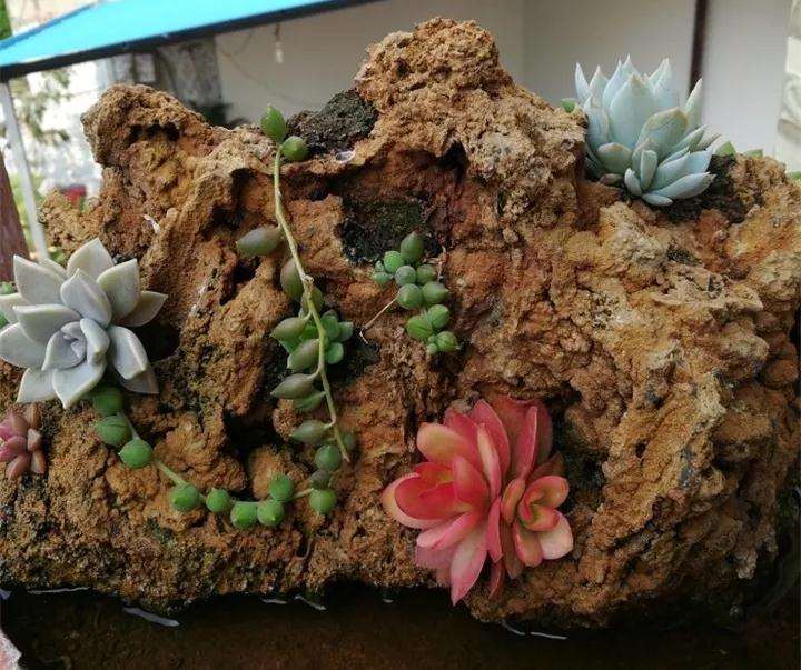 制作石头多肉植物的3个方法 图片