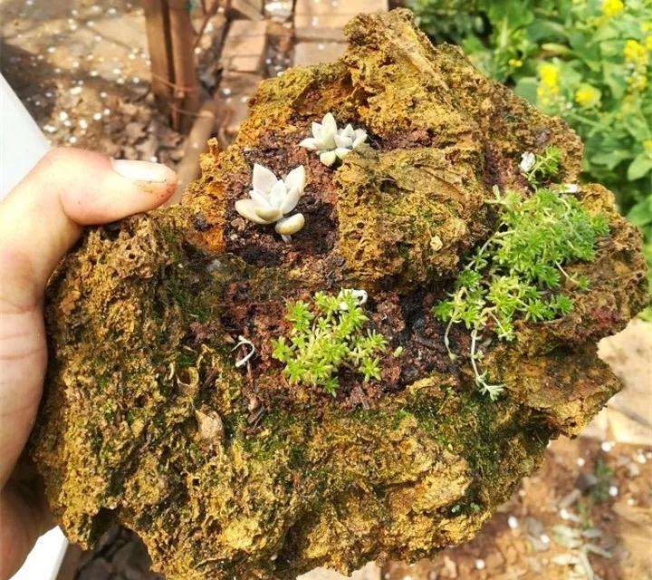 制作石头多肉植物的3个方法 图片