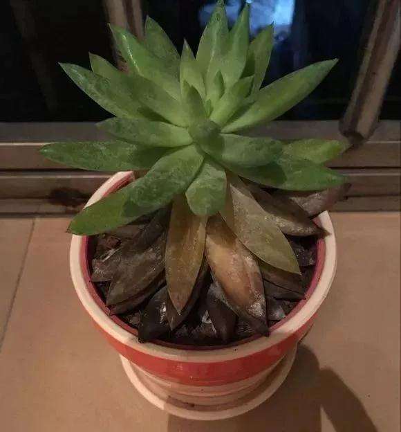 多肉烂根 叶子也蔫 快死了 怎么办 图片