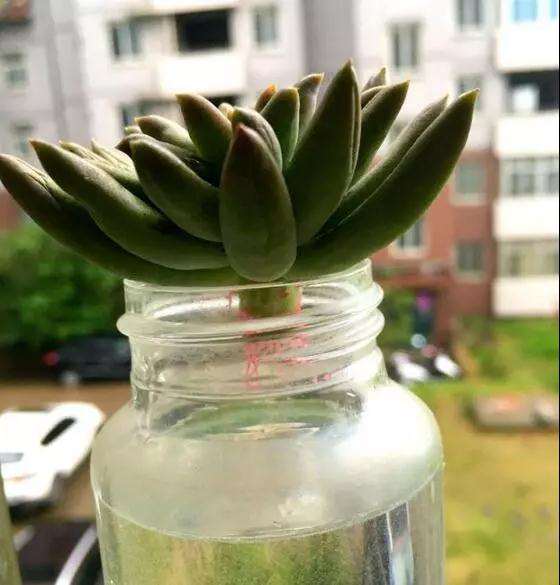 多肉烂根 叶子也蔫 快死了 怎么办 图片