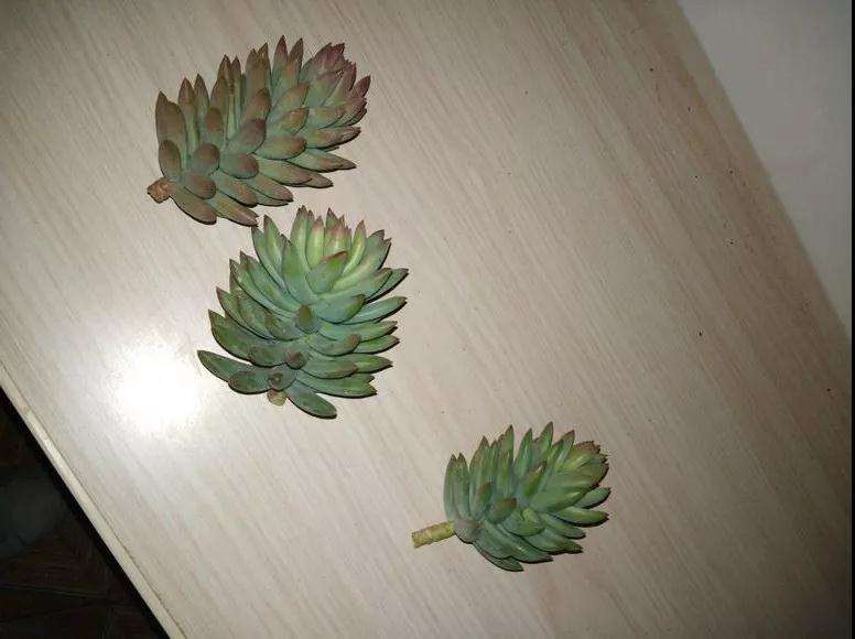 多肉烂根 叶子也蔫 快死了 怎么办 图片