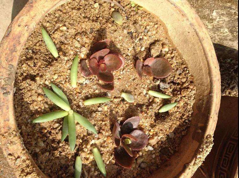 多肉烂根 叶子也蔫 快死了 怎么办 图片