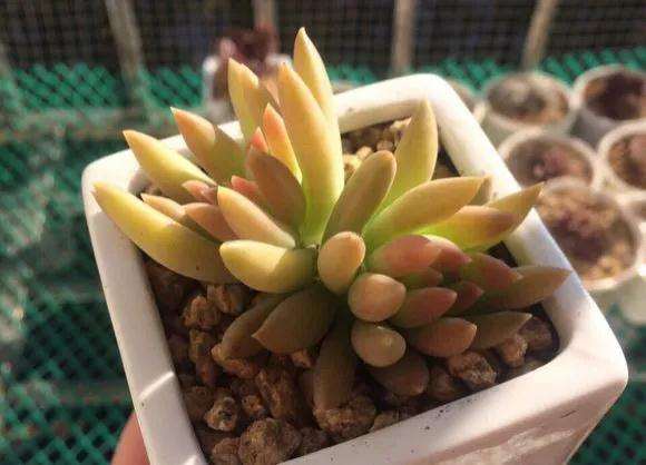 多肉烂根 叶子也蔫 快死了 怎么办 图片