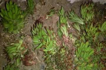 捡回来的千佛手多肉怎么养 图片