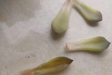 为什么多肉植物化水 浇水太多 图片