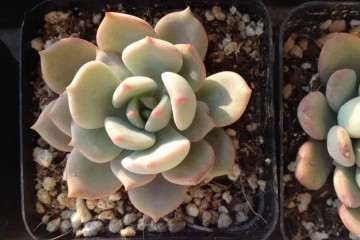 为什么用塑料花盆养多肉 好处多 图片