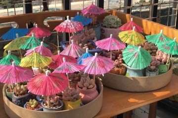 多肉植物怎么防晒的3个方法 图片