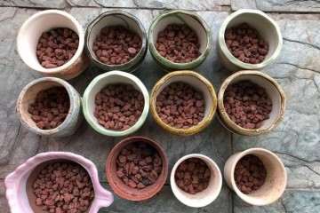 图解 多肉植物怎么配土上盆的方法