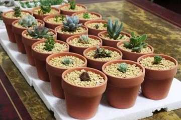 花盆养多肉植物有什么优缺点 图片