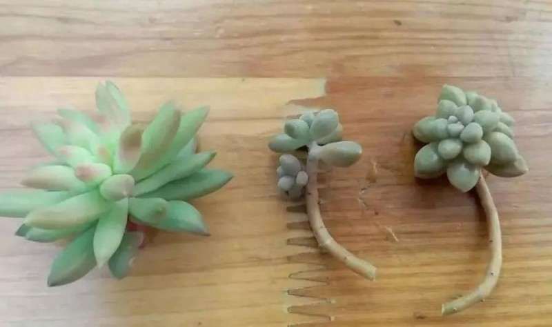 图解 多肉植物怎么嫁接的6个步骤