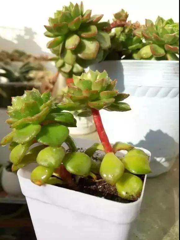 图解 多肉植物怎么嫁接的6个步骤