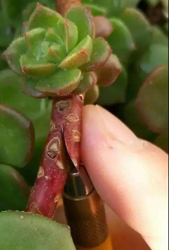图解 多肉植物怎么嫁接的6个步骤