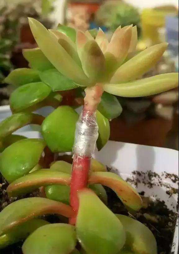图解 多肉植物怎么嫁接的6个步骤