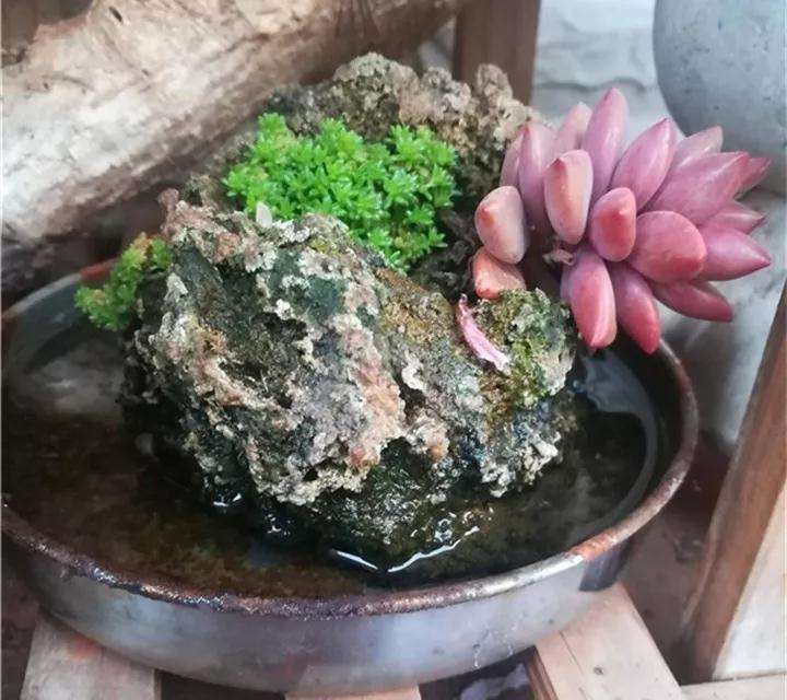 图解 多肉植物怎么嫁接的6个步骤