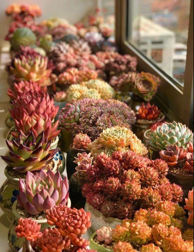 室内封闭养多肉怎么通风的方法 图片