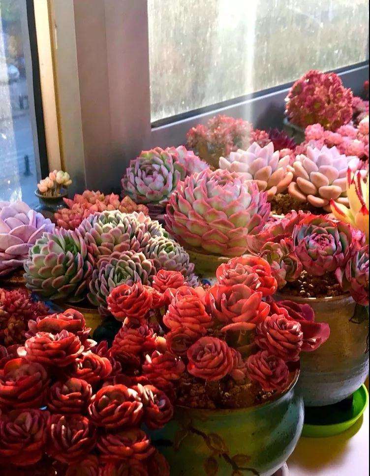 室内封闭养多肉怎么通风的方法 图片