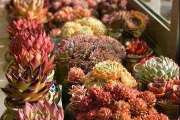 室内封闭养多肉怎么通风的方法 图片