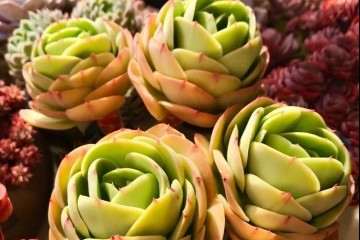 室内养多肉植物怎么控水的方法 图片