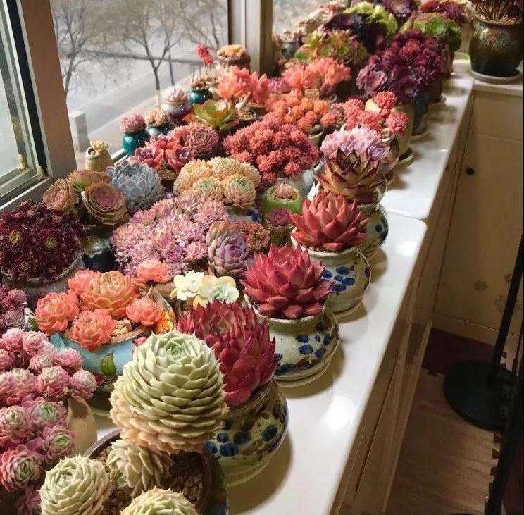 多肉植物变色条件 - 低温 光照 温差 图片