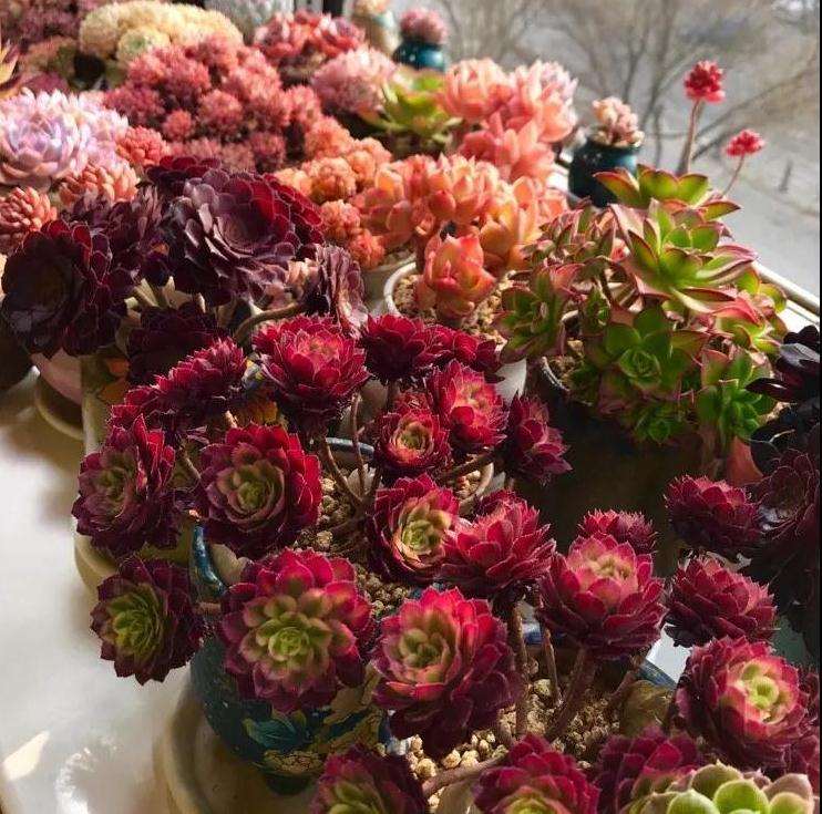 多肉植物变色条件 - 低温 光照 温差 图片