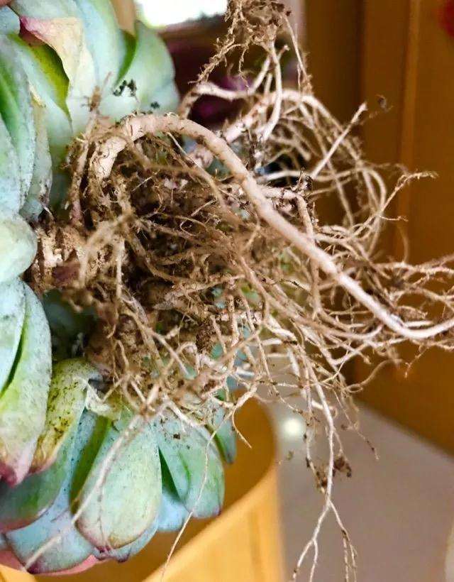 为什么多肉植物药晾24小时 图片