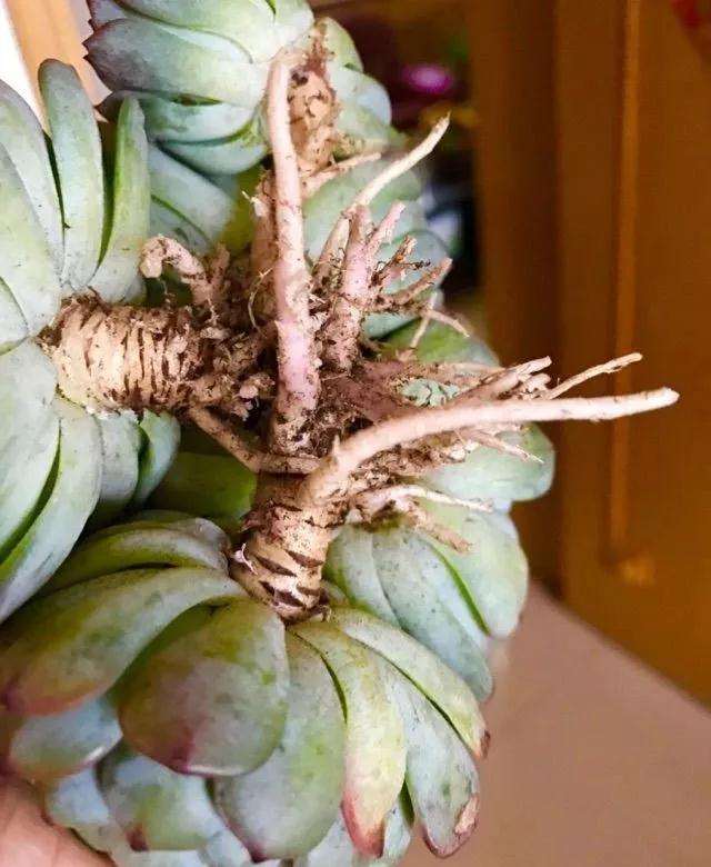 为什么多肉植物药晾24小时 图片