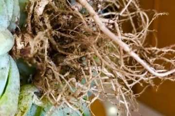 为什么多肉植物要晾24小时 图片