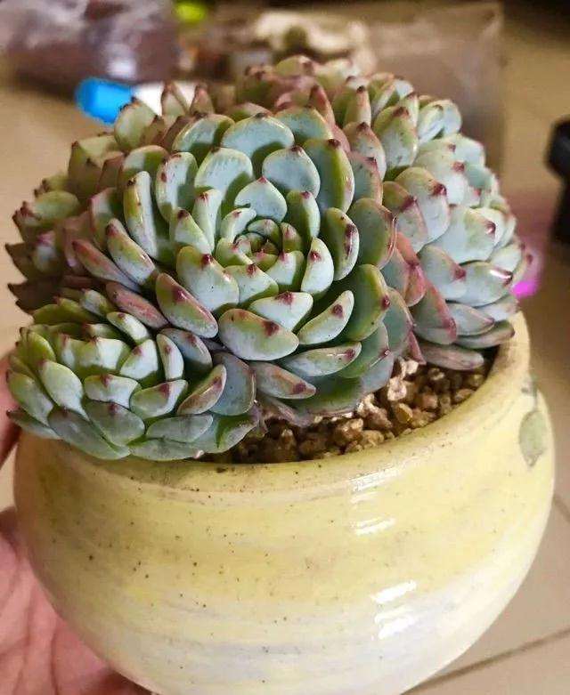 养多肉怎么用粗陶盆上盆的方法 图片