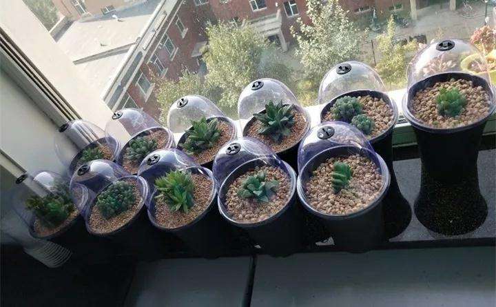 为什么多肉植物要用塑料瓶套着 图片