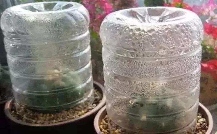 为什么多肉植物要用塑料瓶套着 图片