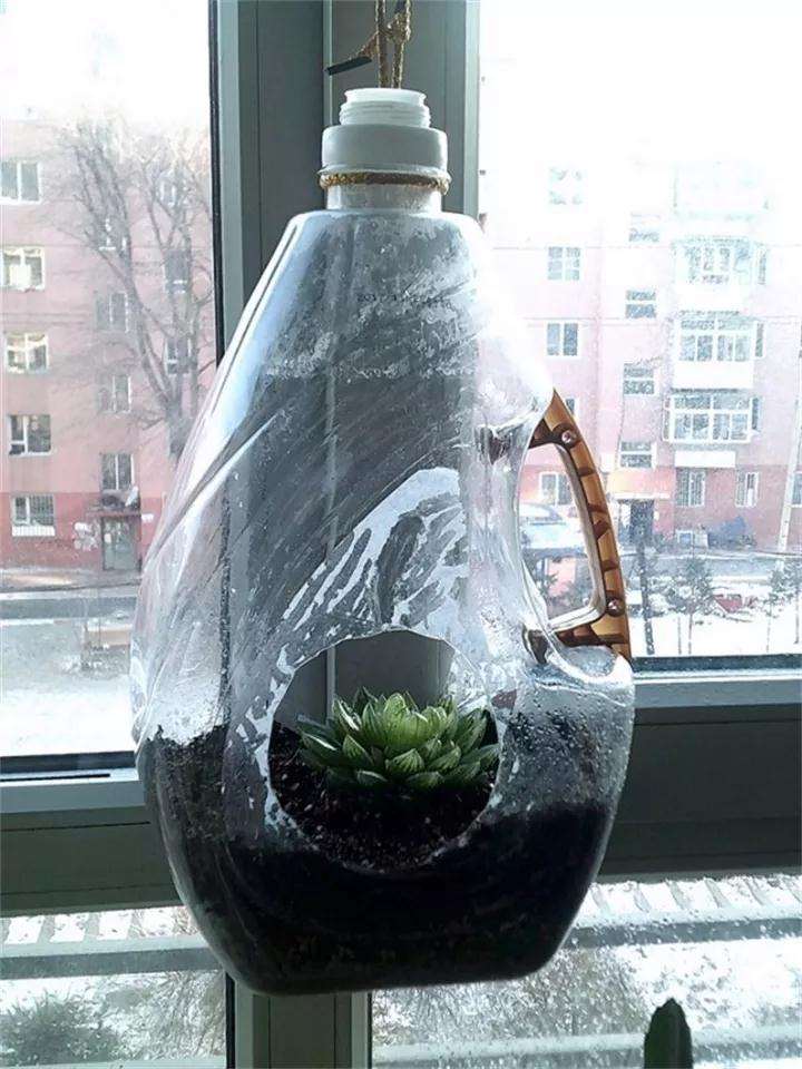 为什么多肉植物要用塑料瓶套着 图片