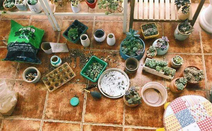 为什么换盆种多肉必须要脱土 图片