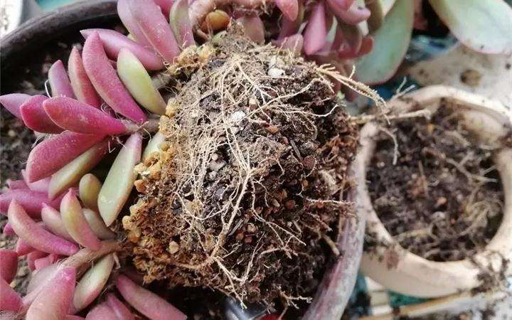 为什么换盆种多肉必须要脱土 图片