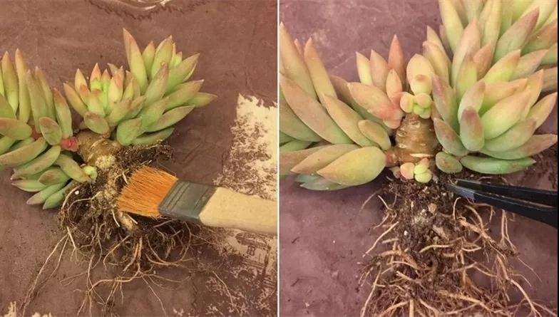 为什么换盆种多肉必须要脱土 图片