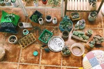 为什么换盆种多肉必须要脱土 图片