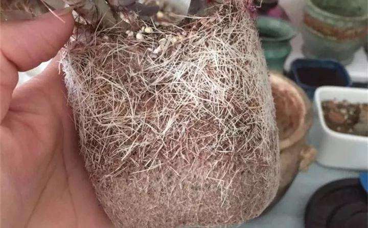 为什么多肉换盆必修根 而且要狠 图片