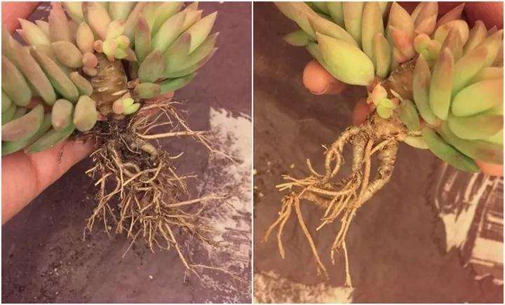 为什么多肉换盆必修根 而且要狠 图片