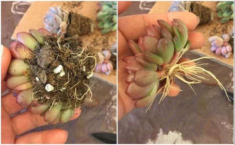 为什么多肉换盆必修根 而且要狠 图片