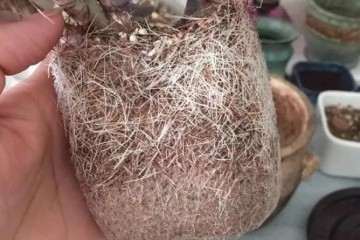 为什么多肉换盆必修根 而且要狠 图片