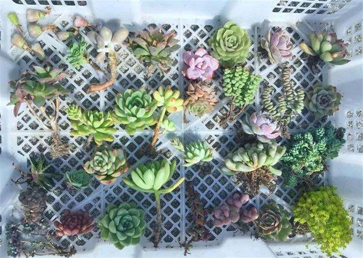 为什么多肉上盆要用潮土 怎么办 图片