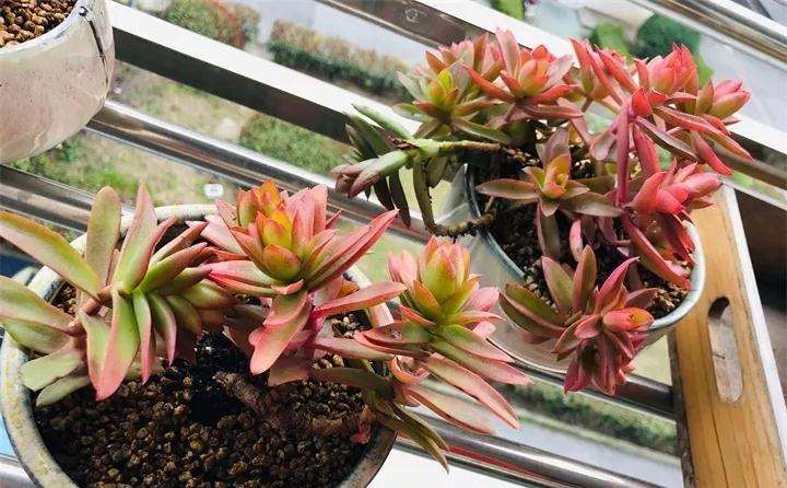 为什么多肉上盆要用潮土 怎么办 图片