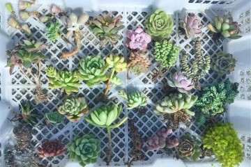 为什么多肉上盆要用潮土 怎么办 图片