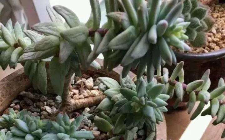 为什么多肉服盆不看时间 看的是状态